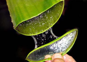 Aloa Vera